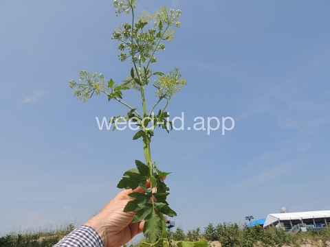 parsnip, wild